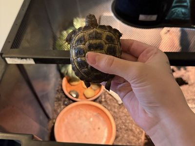 Baby russian tortoise and supplies