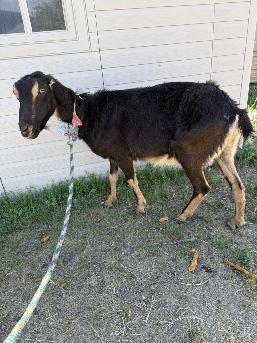 Registered Lamancha Doe
