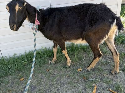 Registered Lamancha Doe