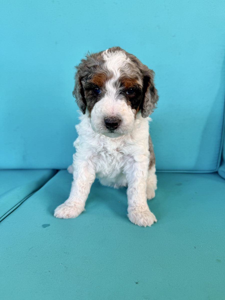 Bernedoodle puppies, berniedoodles