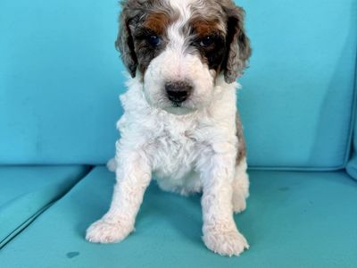 Bernedoodle puppies, berniedoodles
