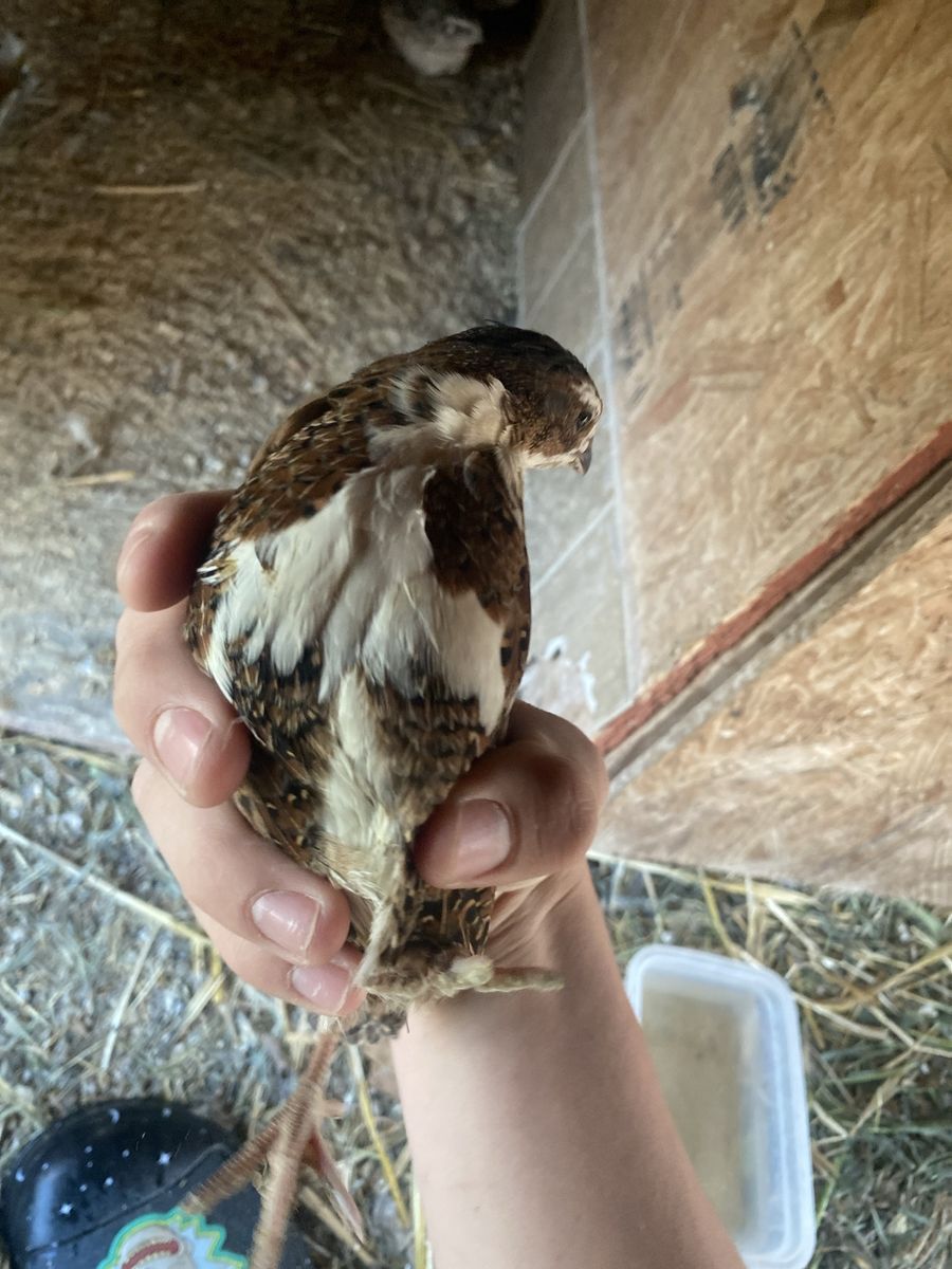 Gonna incubate eggs want information on what breeds you guys would likely buy after they hatch