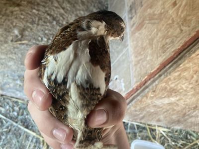 Gonna incubate eggs want information on what breeds you guys would likely buy after they hatch