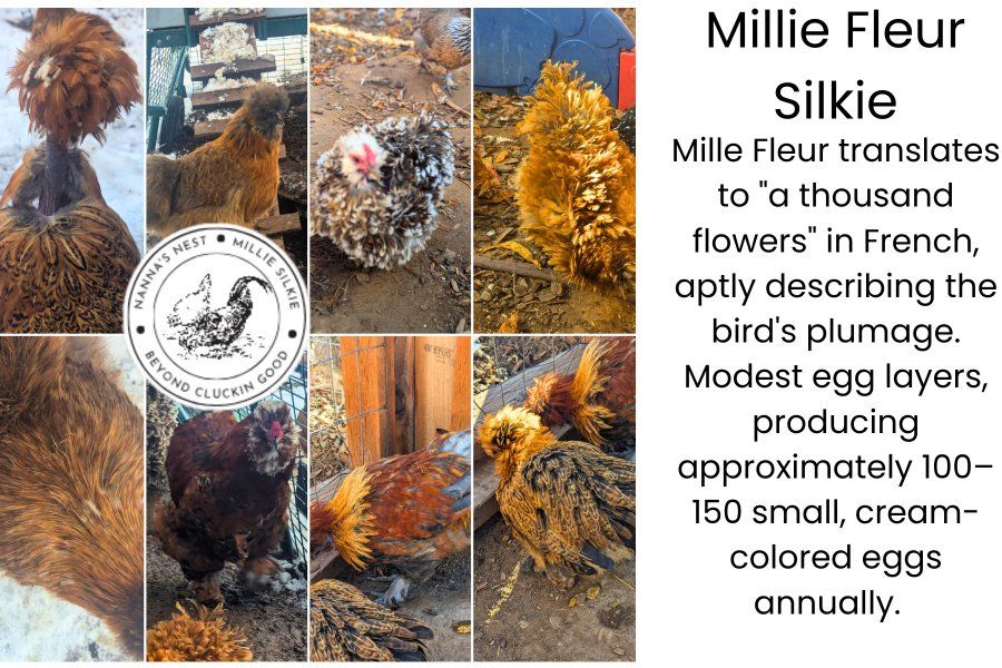 Millie Fluer Silkies spring April  2026