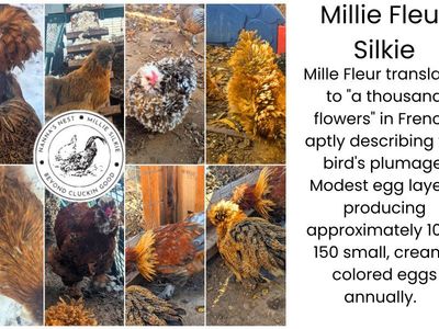 Millie Fluer Silkies spring April 2026