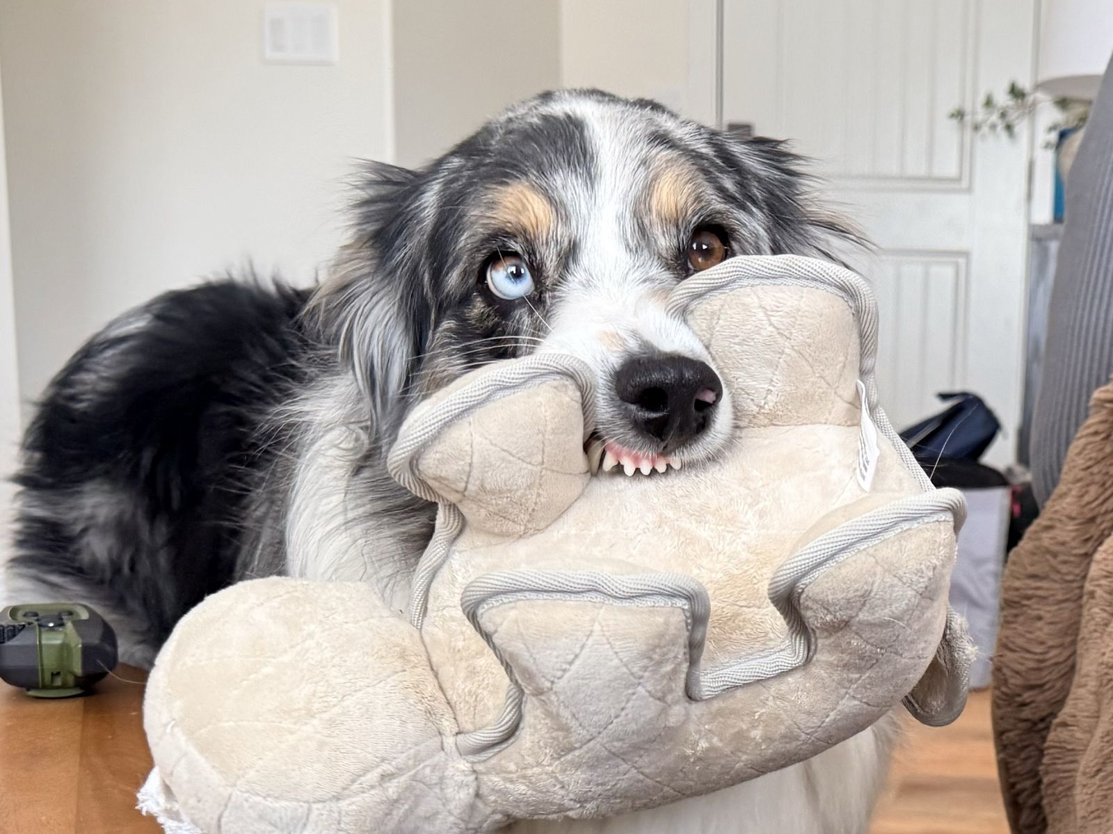Australian Shepherd, Female, 3.5years
