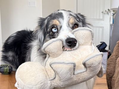 Australian Shepherd, Female, 3.5years