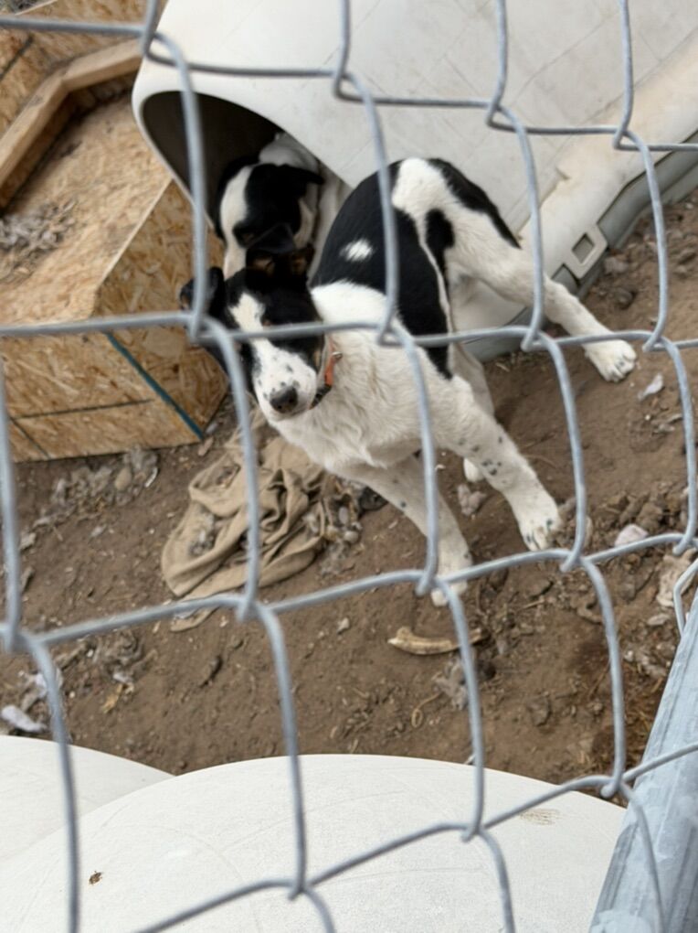 TriColor Border Collie Pup