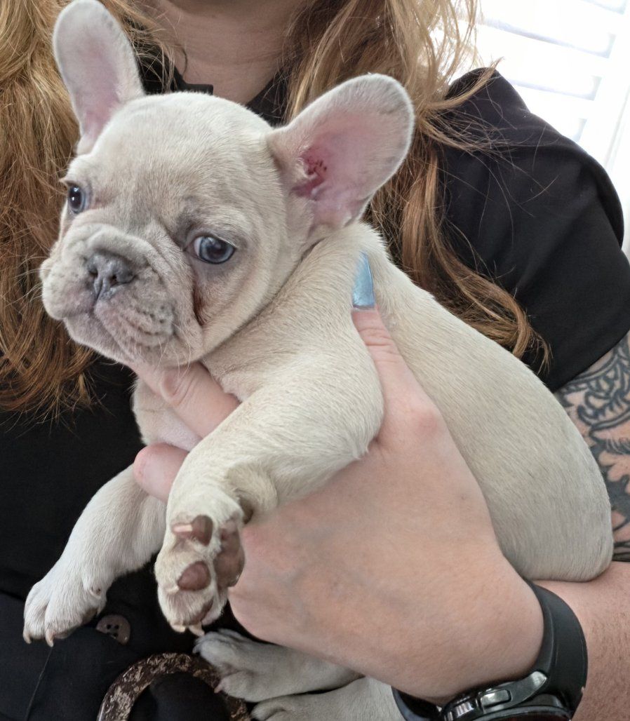 AKC FRENCH BULLDOG PUPPIES
