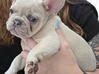 AKC FRENCH BULLDOG PUPPIES