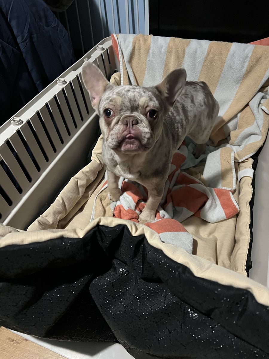 Merle Frenchie