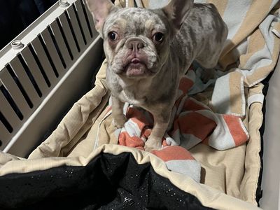 Merle Frenchie