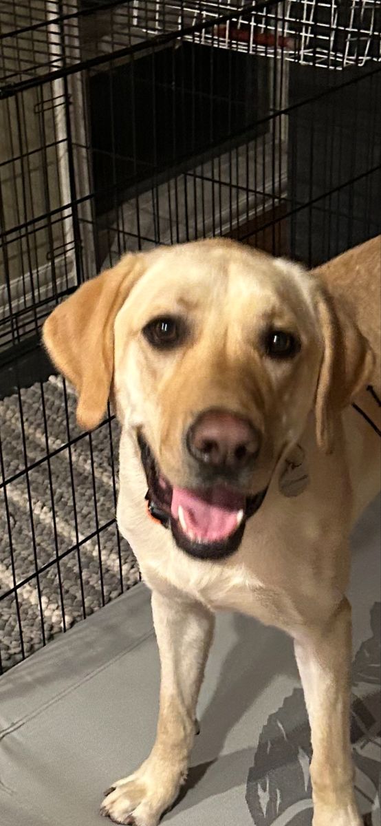 3-Year-Old Male Yellow Labrador Retriever  - Neutered, Trained, Good with Kids & Dogs
