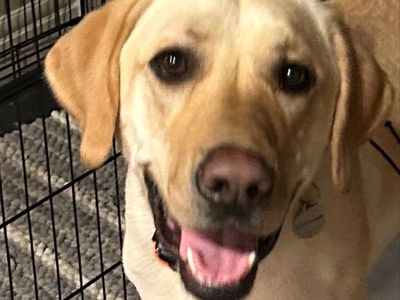 3-Year-Old Male Yellow Labrador Retriever - Neutered, Trained, Good with Kids & Dogs