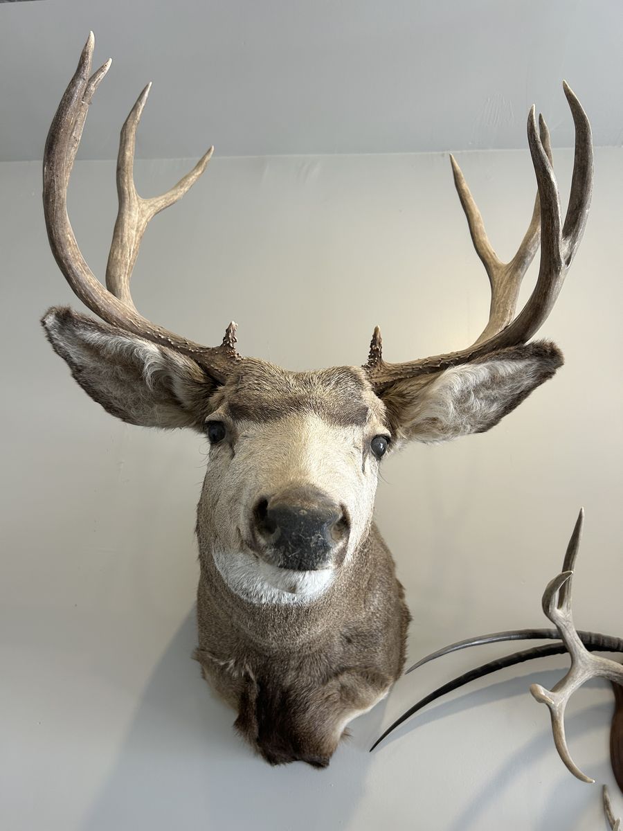 Mule deer mount