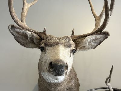 Mule deer mount