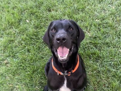 GSP/Golden Retriever