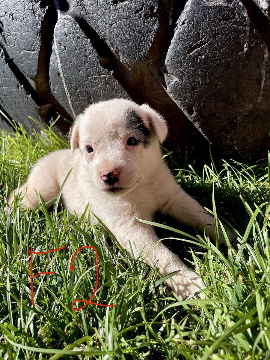 Heeler puppies