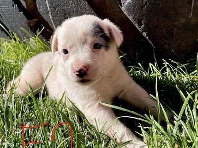 Heeler puppies