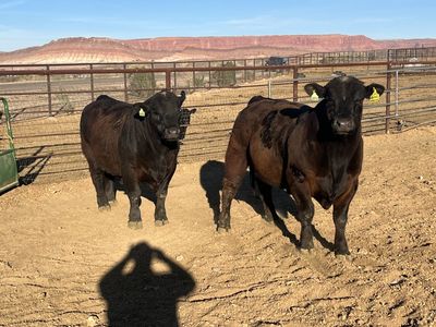 Blake Ranch Angus Limousin Cross Bulls
