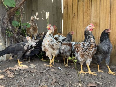 Aloha chickens and Deathslayer Chickens Rosters for sell each one 35$ or 30$