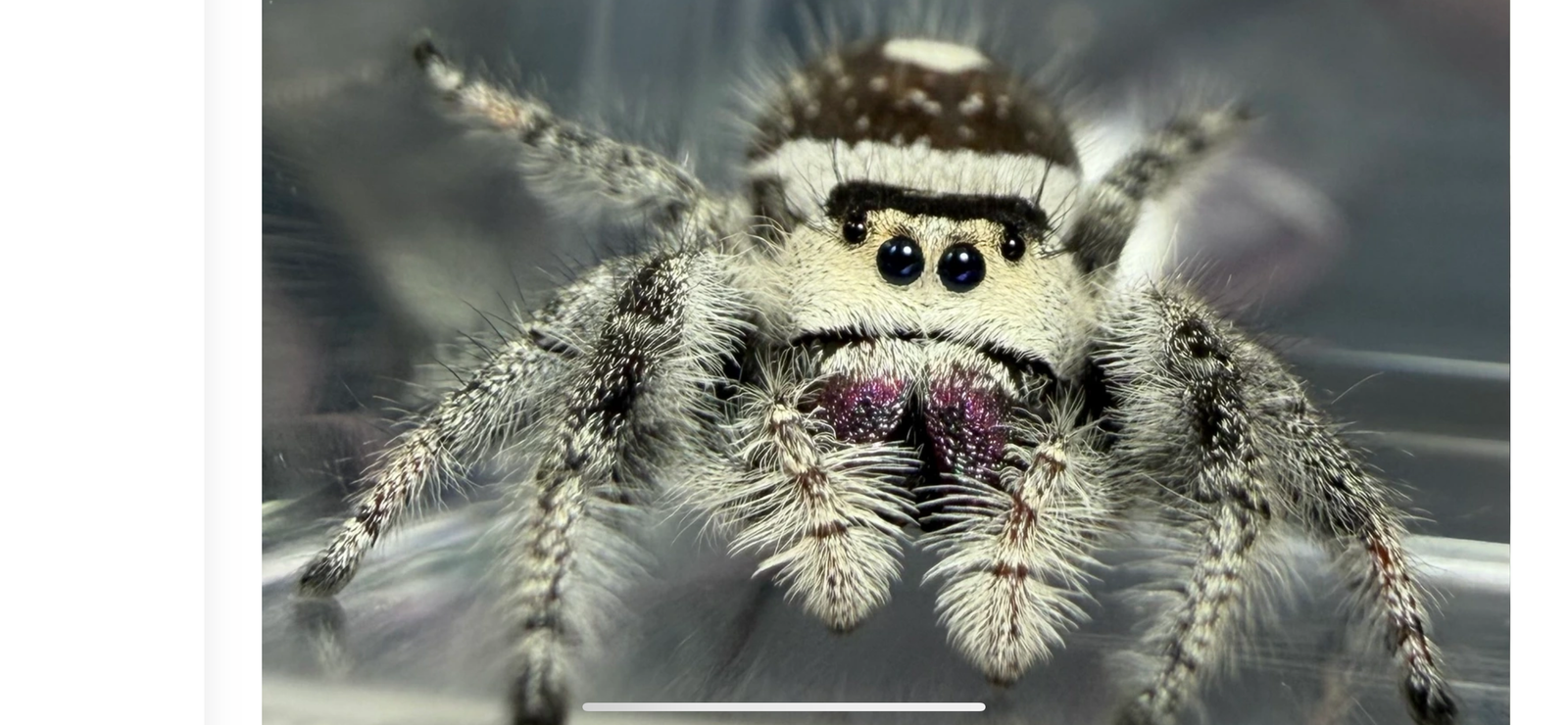 Beautiful Oreo regal jumping spider