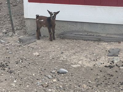 Nigerian dwarf baby goat