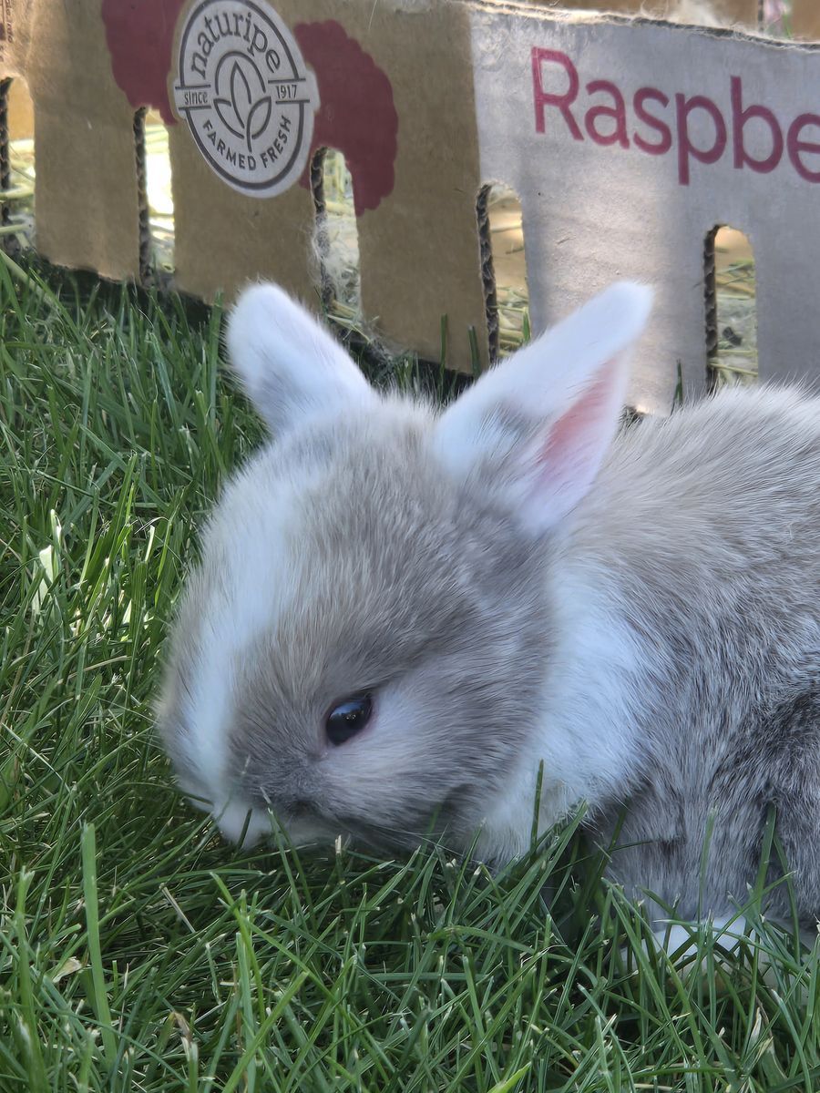 Five Holland Lop Bunnies