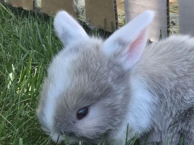 Five Holland Lop Bunnies