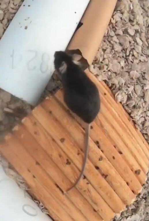 Pet Mouse