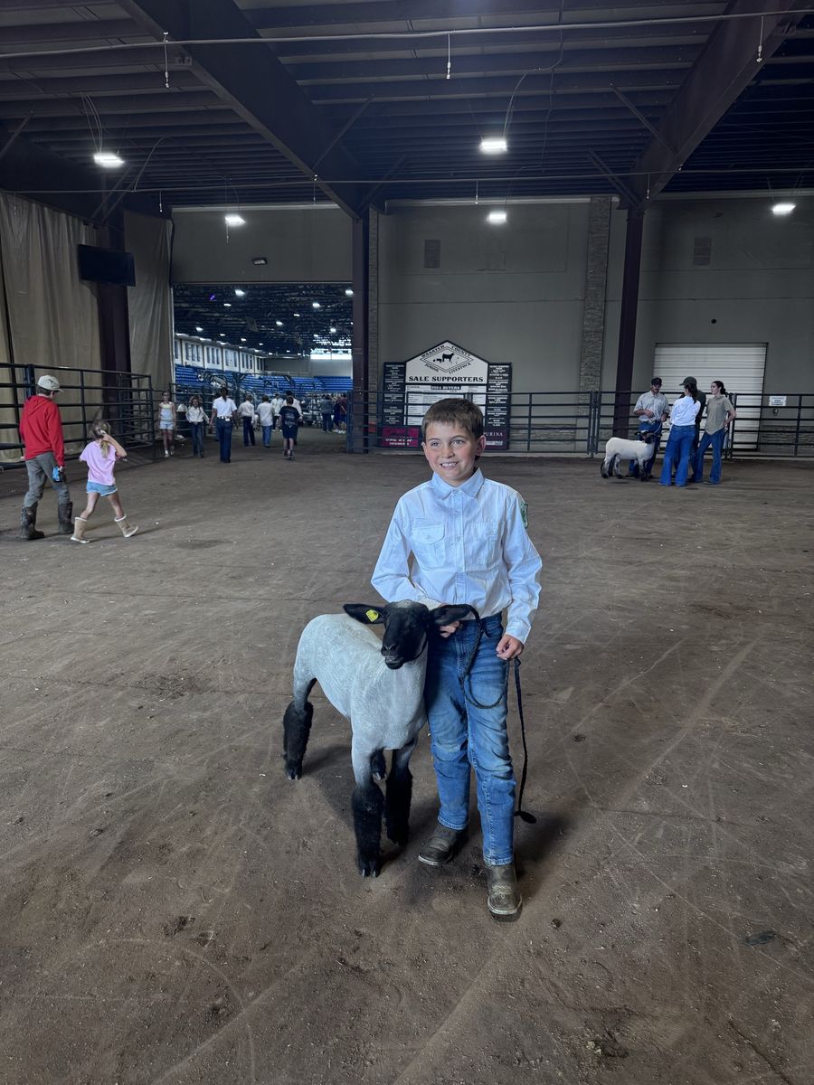 Fair lambs