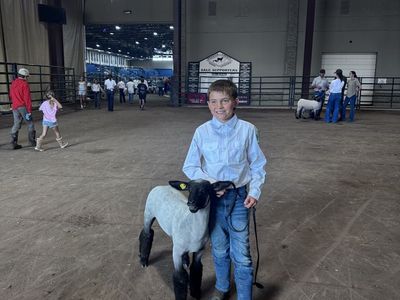 Fair lambs
