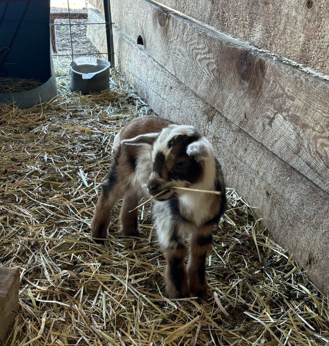 TRI-COLORED NIGERIAN DWARF BOTTLE BUCKLING