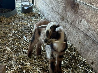 TRI-COLORED NIGERIAN DWARF BOTTLE BUCKLING