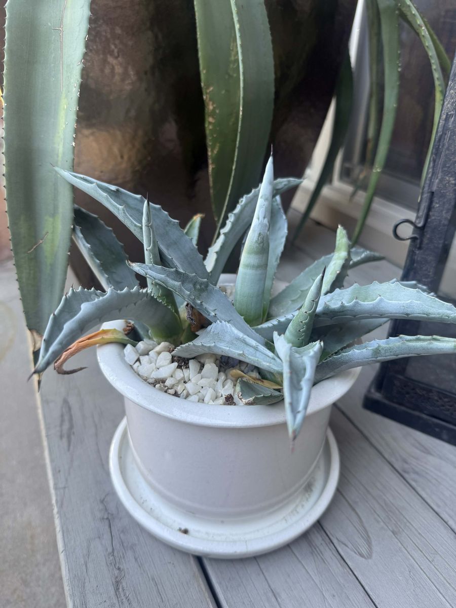 BLUE AGAVE CACTUS PLANTS IN CERAMIC POTS