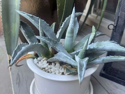 BLUE AGAVE CACTUS PLANTS IN CERAMIC POTS