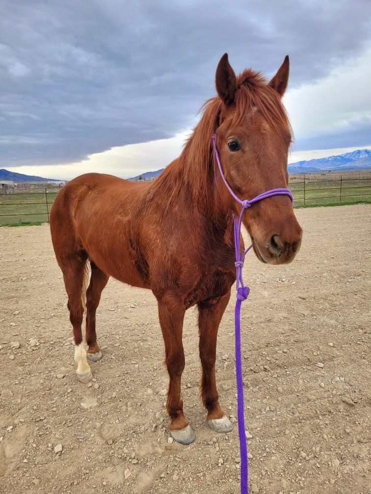 8 yo Mustang Gelding