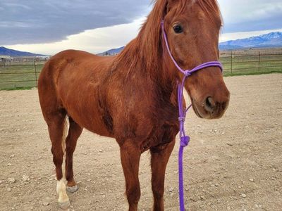 8 yo Mustang Gelding