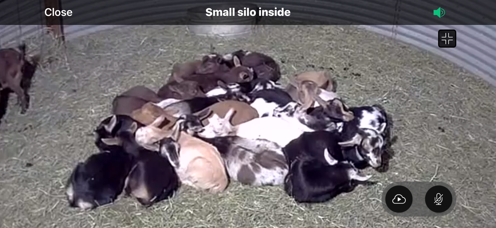 Nigerian Dwarf Weaned Bottle Babies