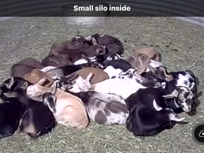 Nigerian Dwarf Weaned Bottle Babies