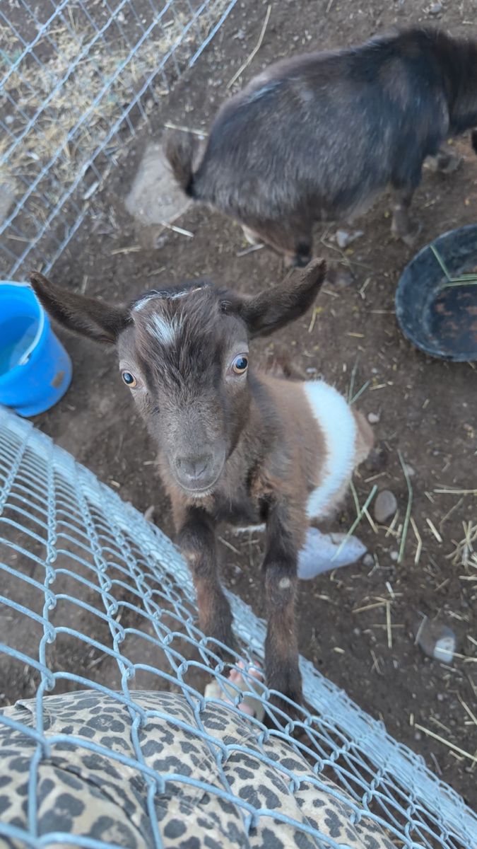 Nigerian Dwarf buckling ADGA