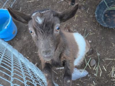 Nigerian Dwarf buckling ADGA