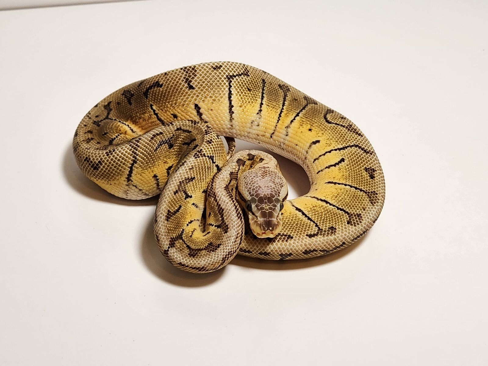 FEMALE LEMON BLAST HET DG & HYPO