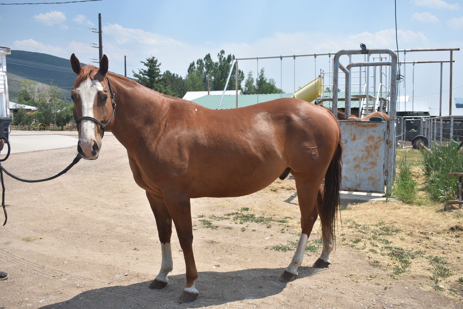9 Year old Sorrel Gelding
