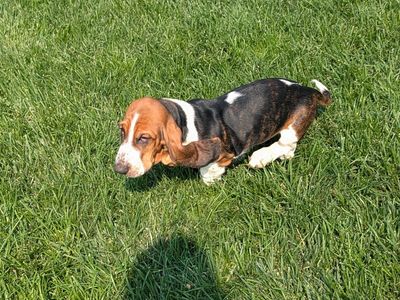 Euro Basset hound puppies