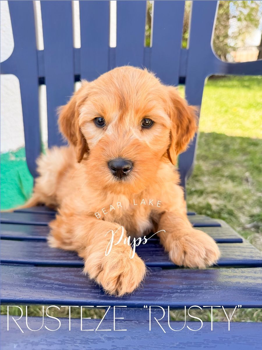 Mini Goldendoodles