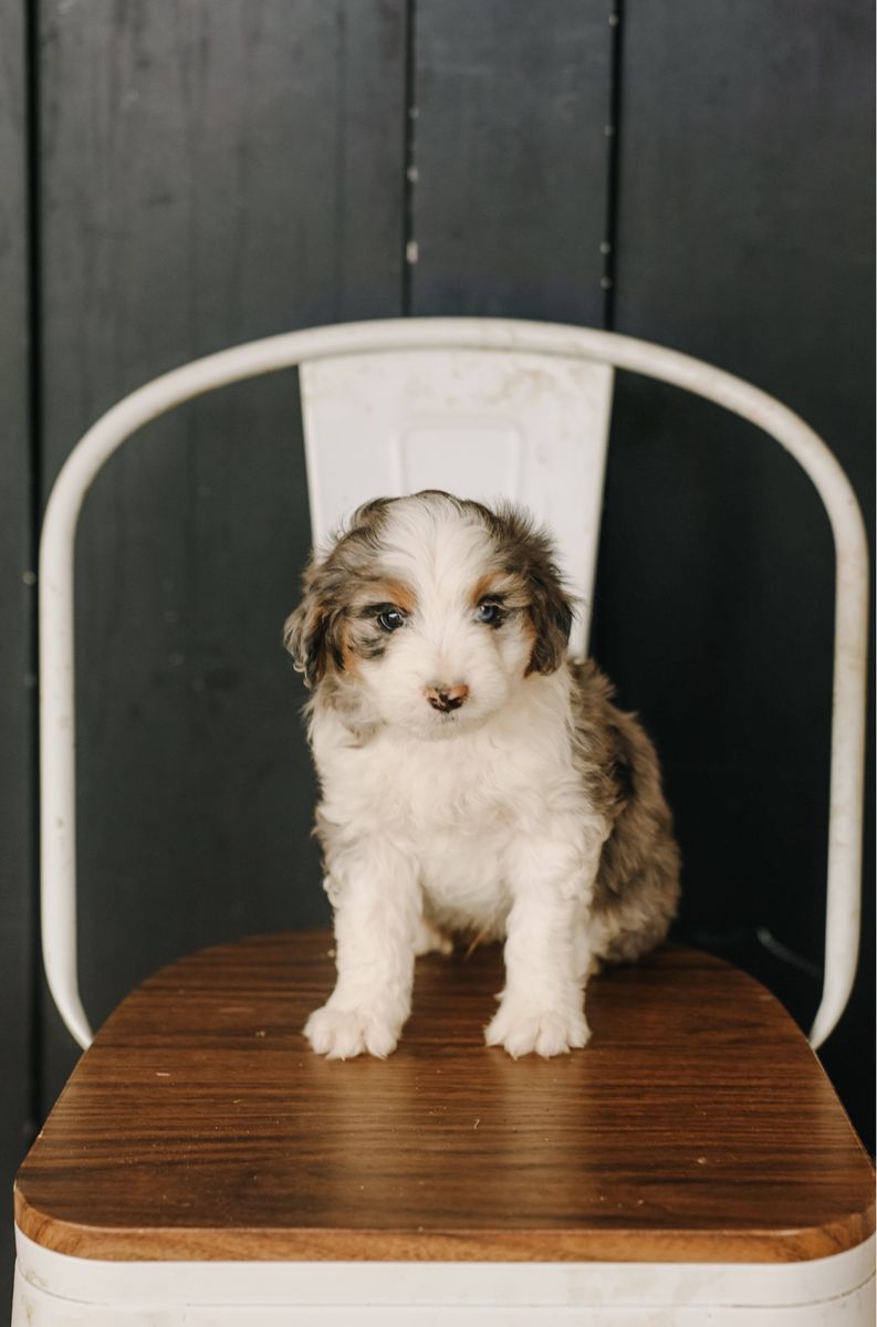 F1 mini/toy aussiedoodles