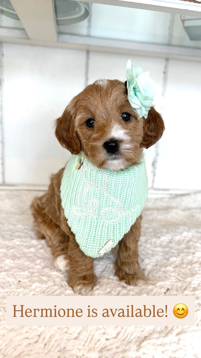 Toy Goldendoodles 