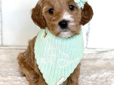 Toy Goldendoodles