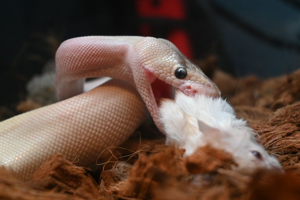 Champagne Mojave Het Hypo Ball Python